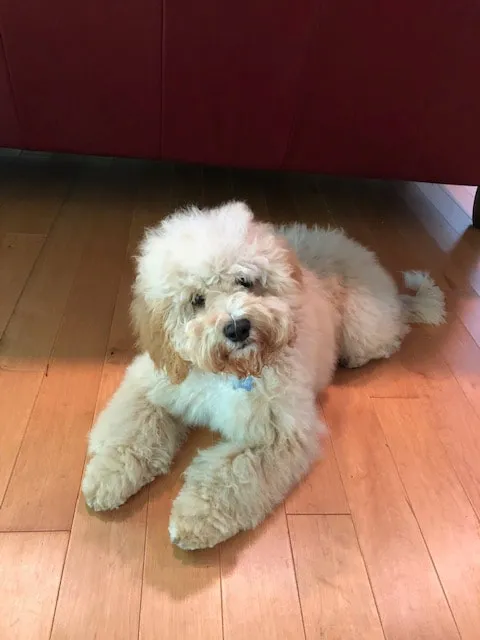 A clean and brushed Labradoodle named Sydney, described as an angel and comical.