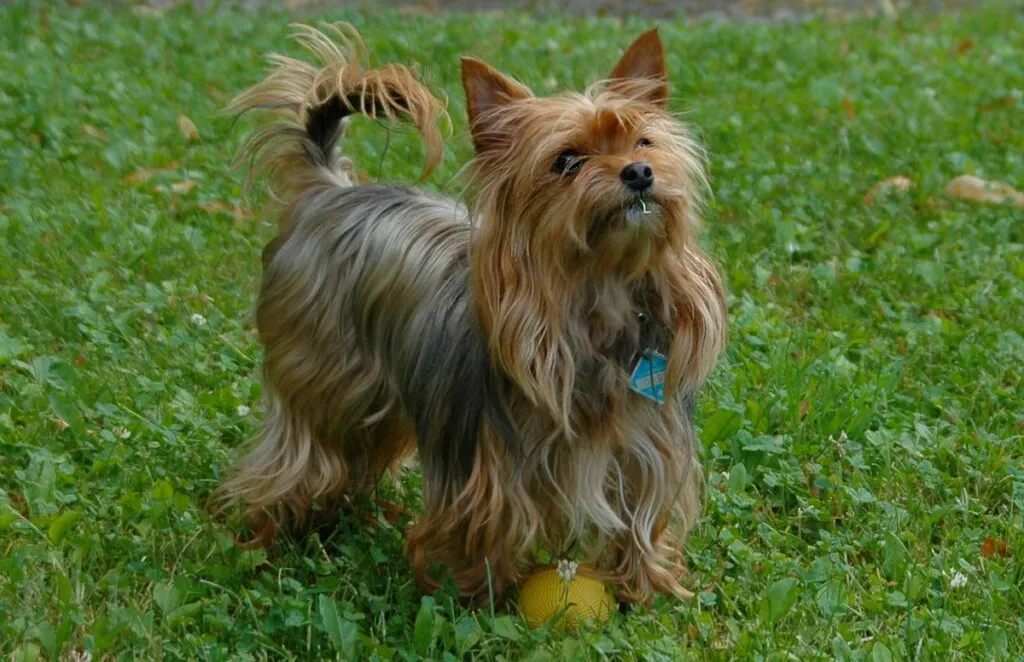 A clear image of an original Yorkshire Terrier puppy with its characteristic black and tan coat, showcasing the standard breed appearance for this Yorkie type.