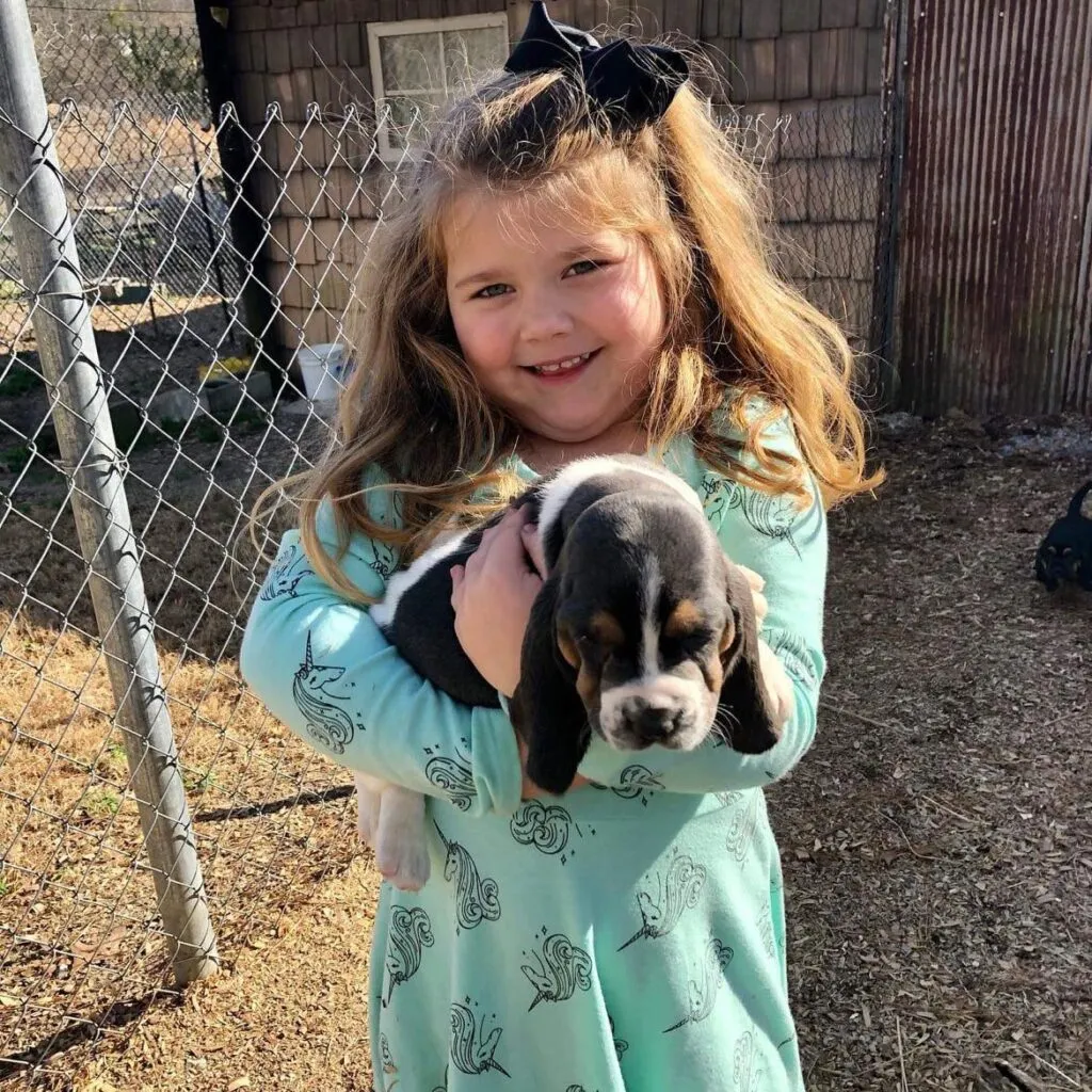 A close-up of a Basset Hound's distinctive face