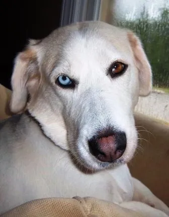 A close-up of a brown and white Basset Hound's face, showing the breed's distinctive droopy eyes and wrinkled brow
