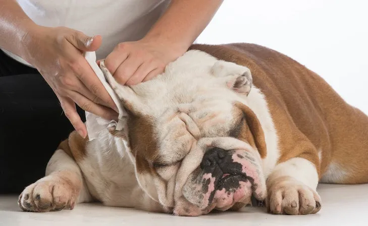A close-up of a bulldog's ear, illustrating sensitive skin and the importance of gentle, specialized ear care products for dogs.