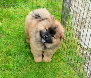 A close-up of a Chow Chow puppy's expressive face