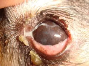 A close-up of a dog's clear, bright eye, indicating good health.