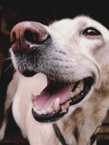 A close-up of a dog's face with its mouth open, looking alert.