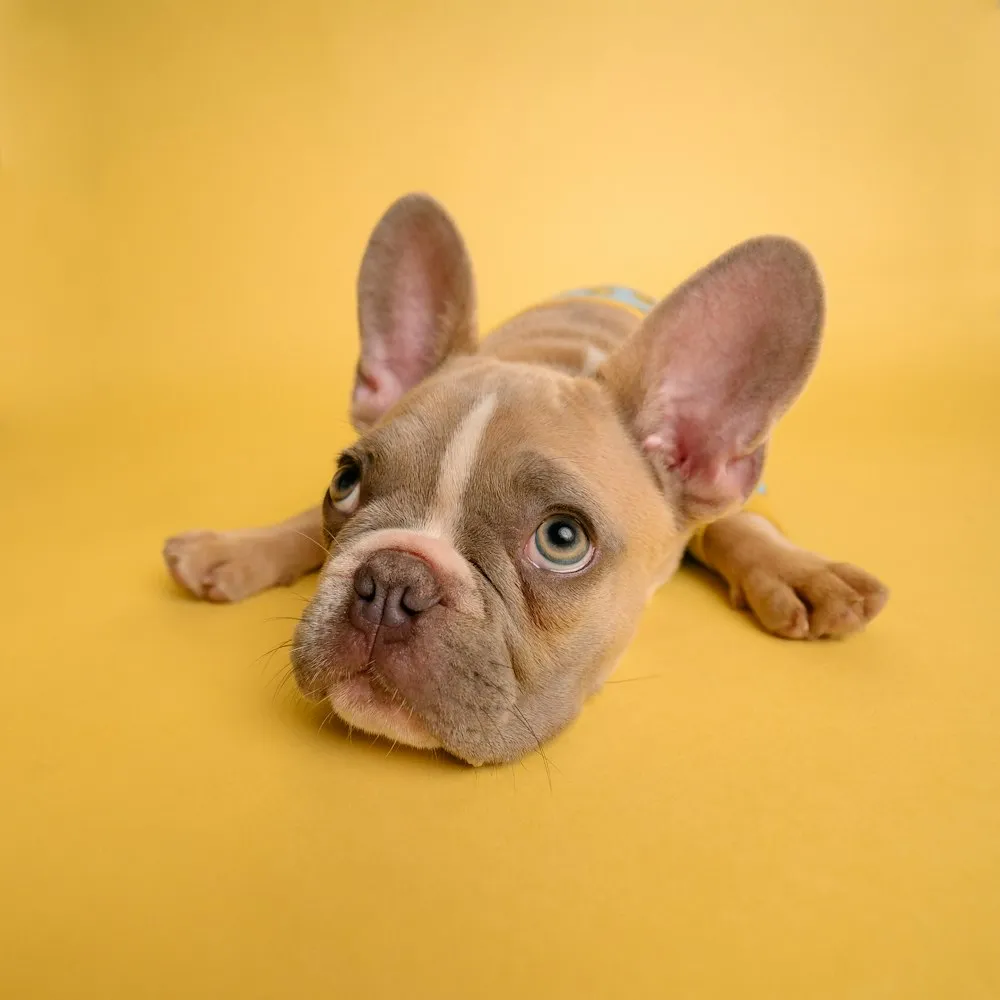 A close-up of a dog's paws on grass