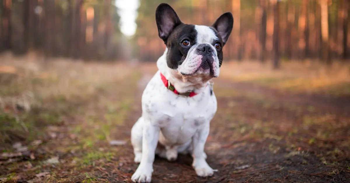 A close-up of a French Bulldog's wrinkled face, showing healthy skin folds.