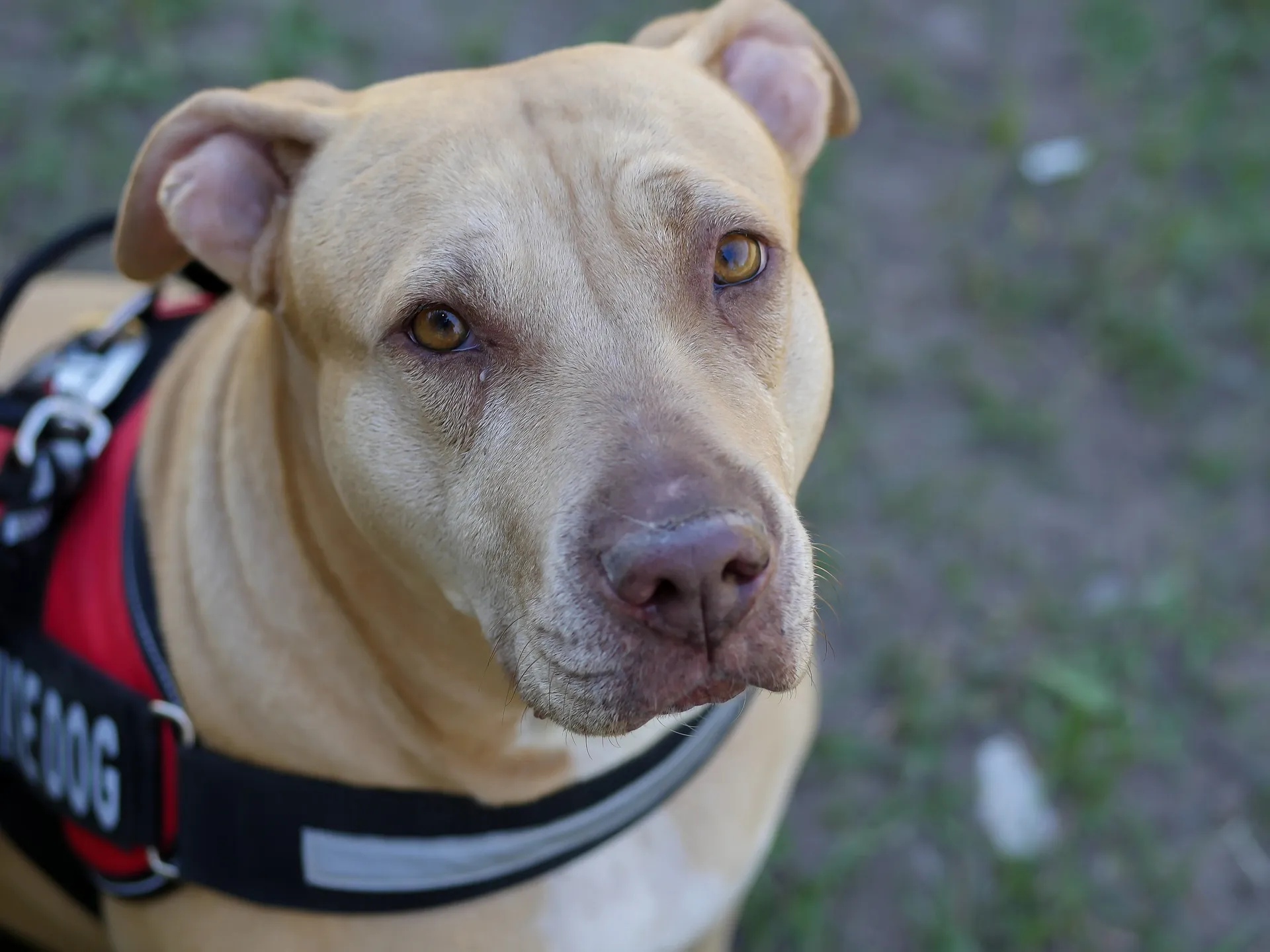 A close-up of a golden retriever wearing a service dog vest, sitting attentively.