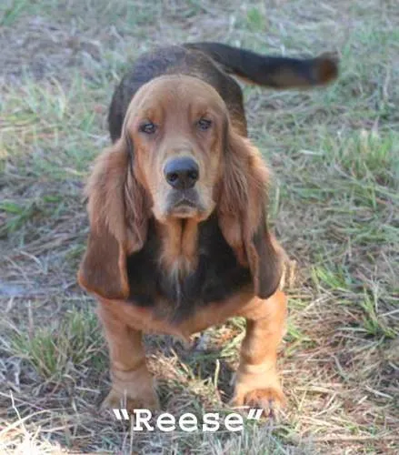 A close-up of a long haired Basset Hound puppy's face, showcasing its beautiful coat