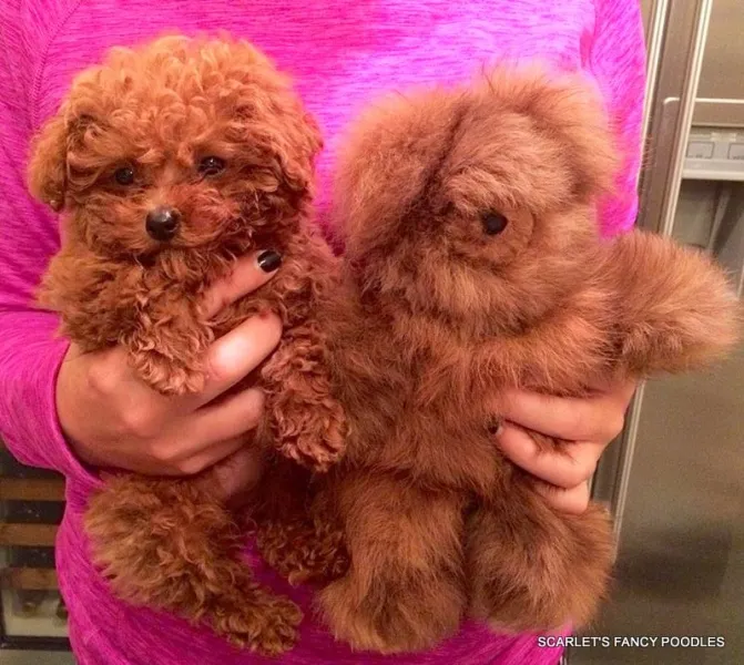 A close-up of a Poodle's face with a classic Teddy Bear haircut