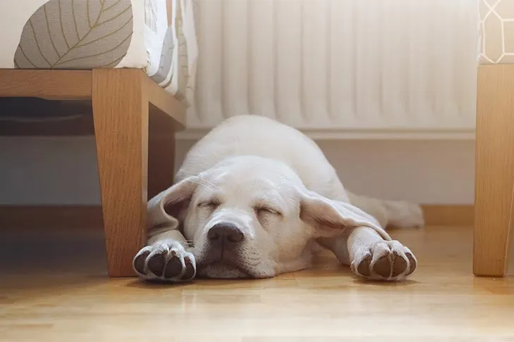 A close-up of a puppy's face as it chews on a stuffed Kong toy.