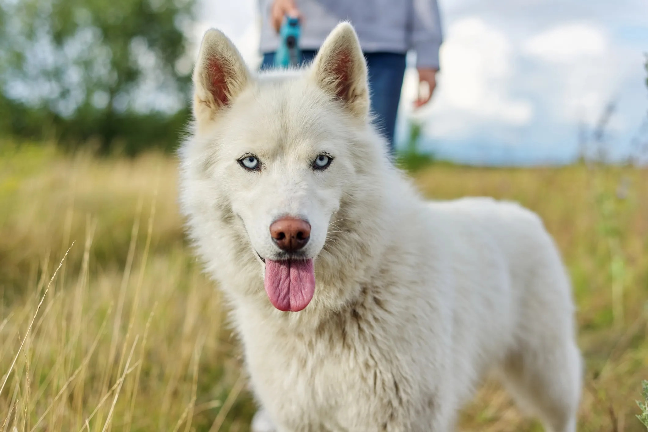 A close-up of a white Siberian Husky standing on a leash, with a pet parent in the background, showing a high-energy white dog breed.