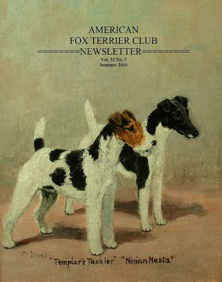 A close-up of a Wire Haired Fox Terrier's intelligent and alert expression.