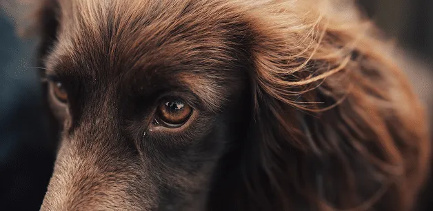 A close-up of a Working Cocker Spaniel's face