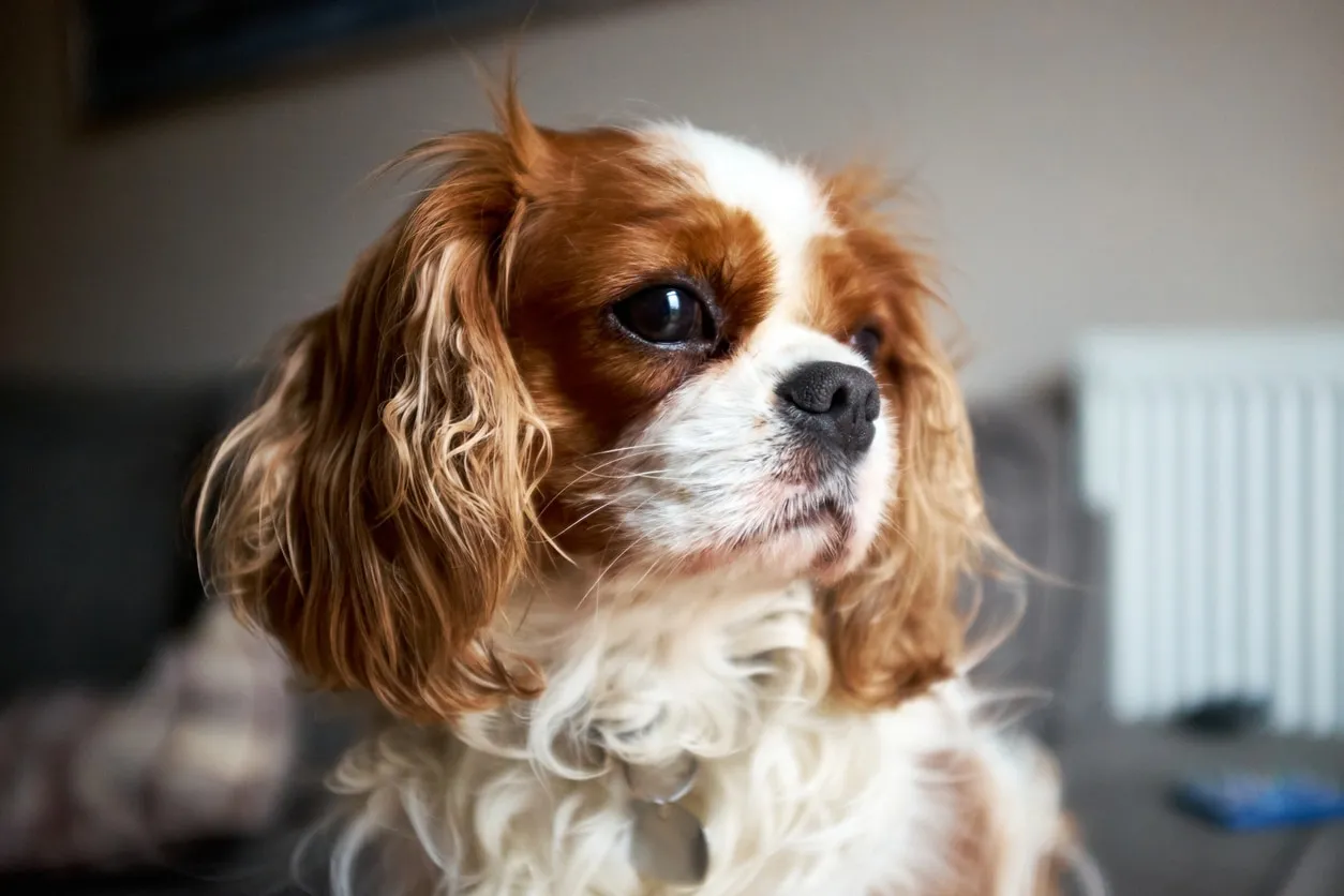 A close-up of an adorable brown and white Cavalier King Charles Spaniel face.