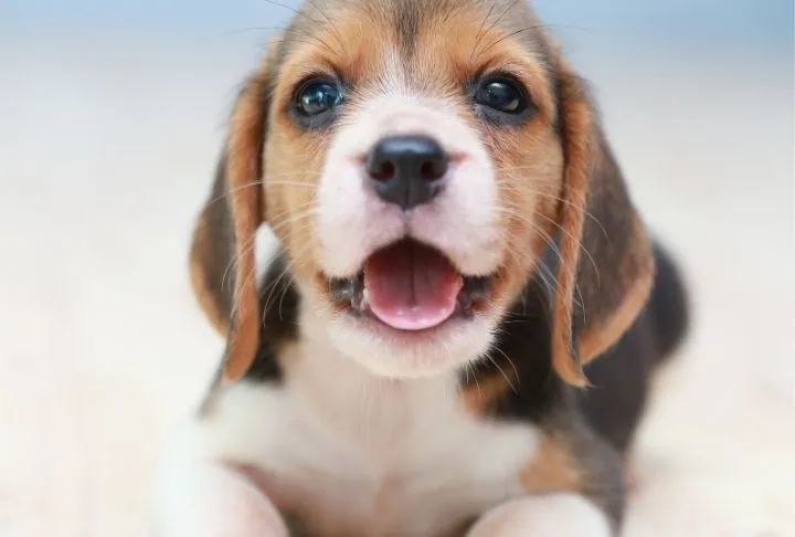 A close-up of an adorable brown puppy smiling, highlighting healthy puppy teeth and the start of good dental habits