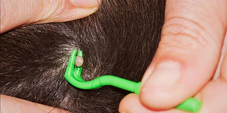 A close-up of fine-point tweezers being used to remove a tick from a dog's skin.