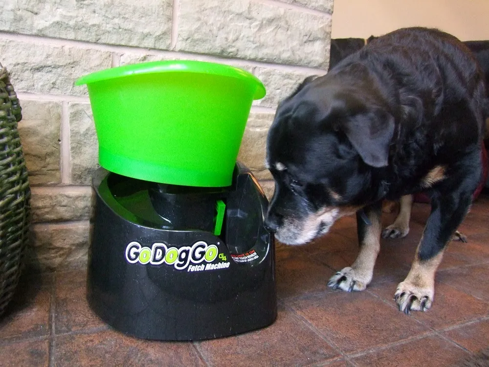 A close-up of Mia, the Rottweiler, showing her focused attention on the GoDogGo ball launcher