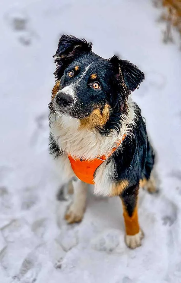 A close-up picture of an Australian Shepherd, Banjo, a loyal and intelligent black tri Aussie.