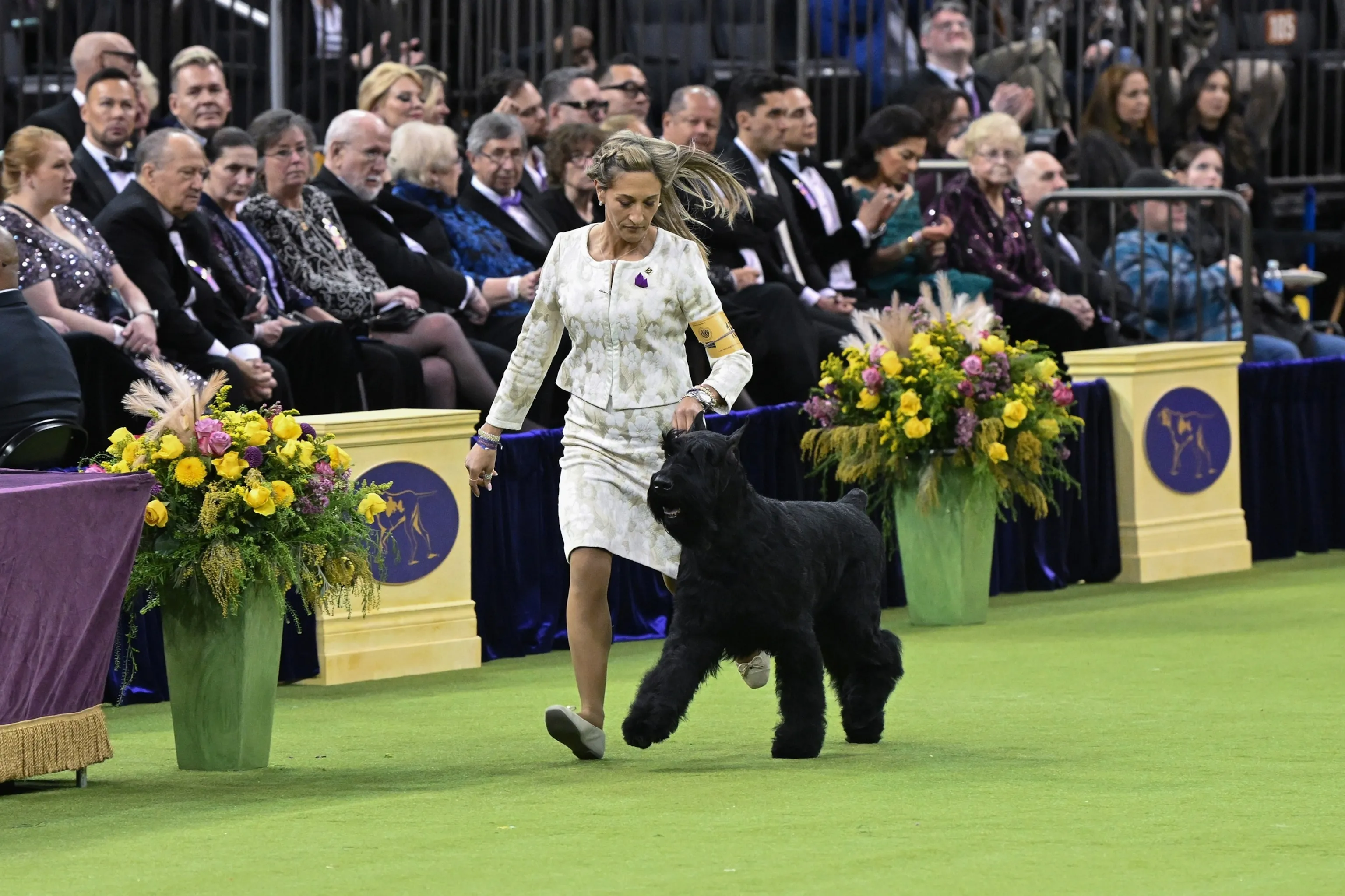 A close-up picture of Monty, the Giant Schnauzer, proudly standing with his Best in Show ribbon at Westminster