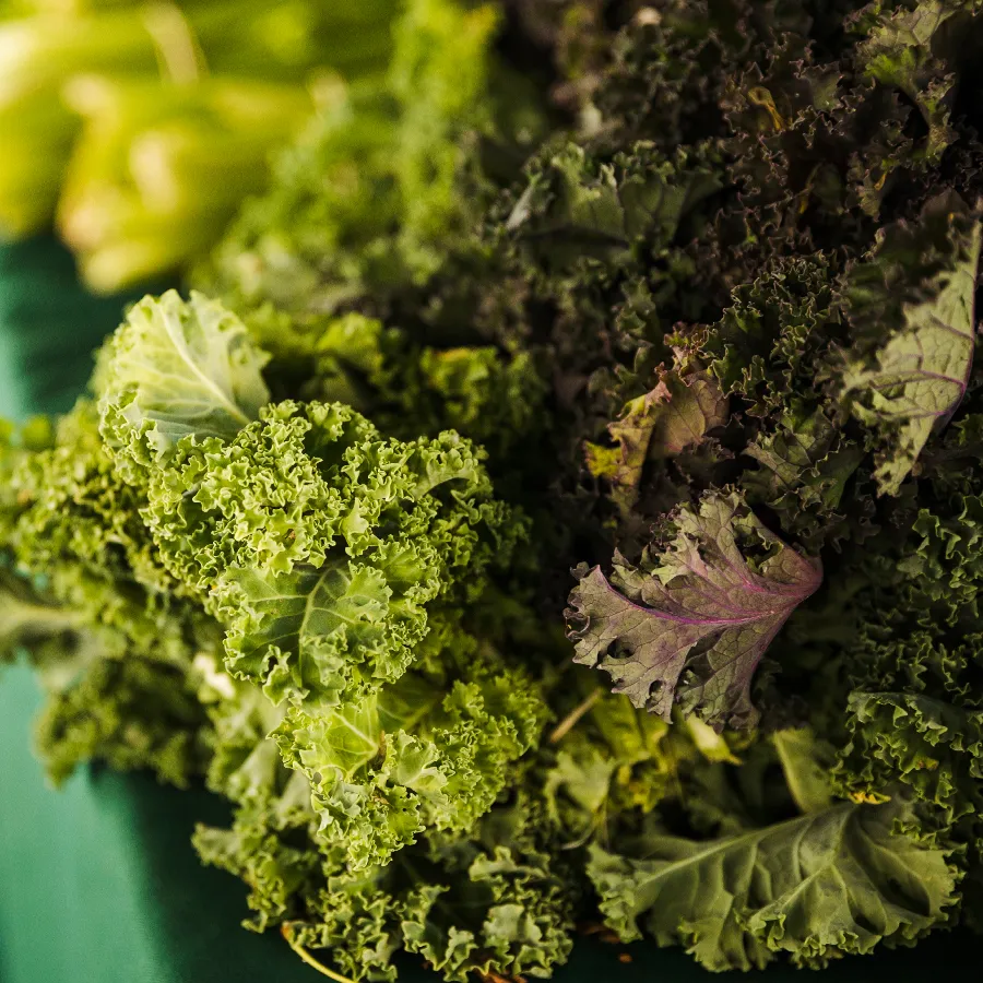 A close-up shot of fresh green kale leaves