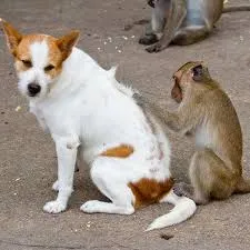 A close-up view of dog lice (nits) attached to a dog's fur, illustrating a canine pediculosis infestation.