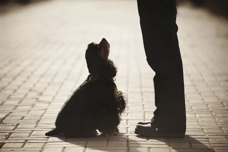 A Cocker Spaniel is pictured sitting attentively in front of a person, demonstrating responsiveness to a command.