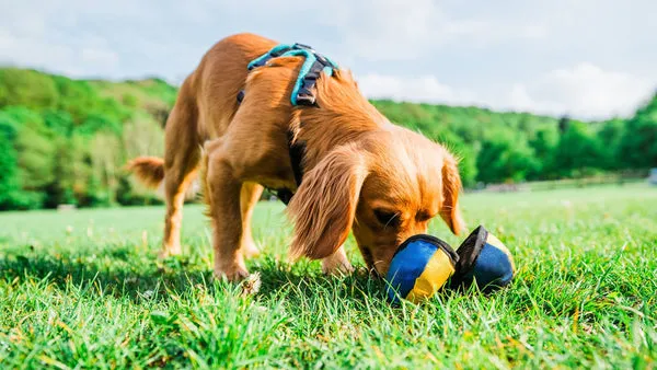 A Cocker Spaniel puppy engaging with The Clam food puzzle toy, demonstrating mental enrichment and reward-based play for UK puppies