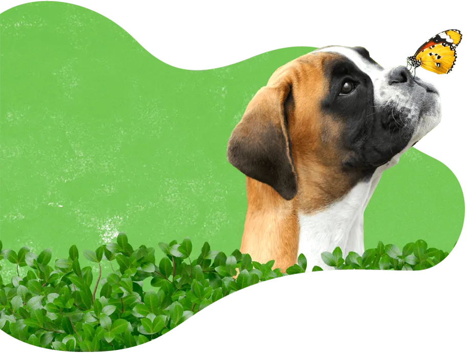 A collage showing various professional dog care services, including walking, play, and grooming