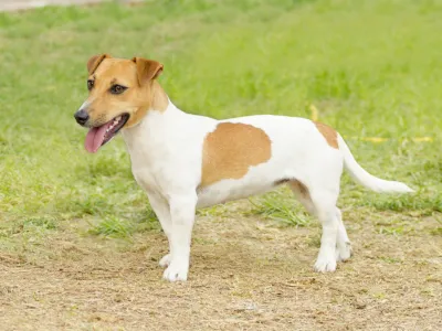 A collection of essential puppy supplies including food bowls, toys, and a leash