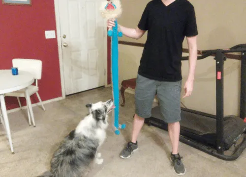A colorful, long rope dog toy with knots.