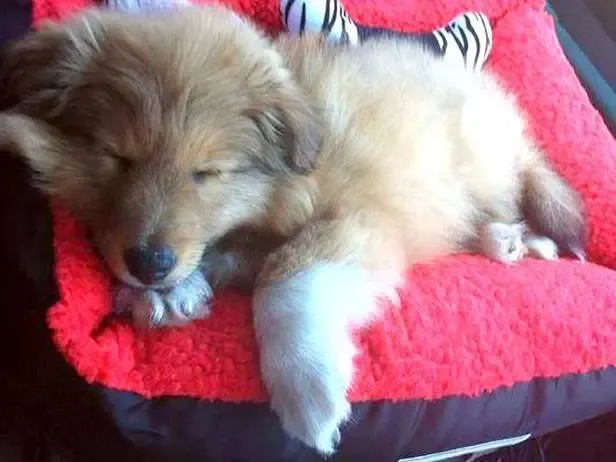 A comfortable tri-color Sheltie puppy, Koda, resting peacefully on a rug