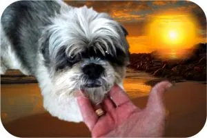 A compassionate owner comforting a sad senior dog, illustrating how to help a dog through grief