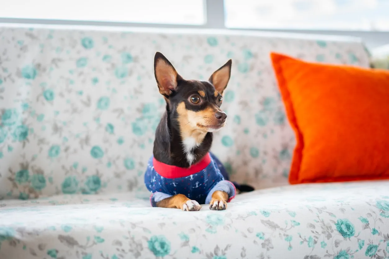 A confident black and brown Miniature Pinscher wearing a stylish denim jacket.