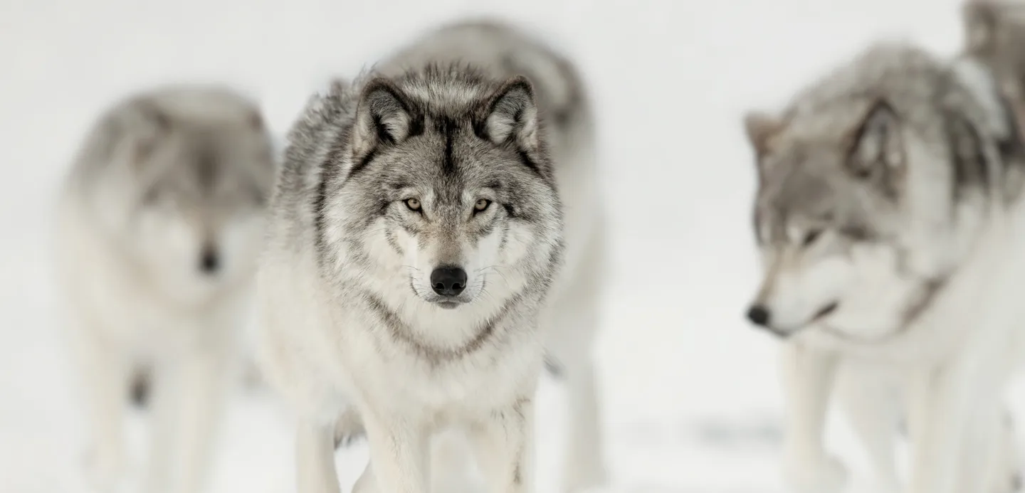 A confident dog owner demonstrating leadership to their attentive dog, illustrating the concept of being a pack leader for better listening.