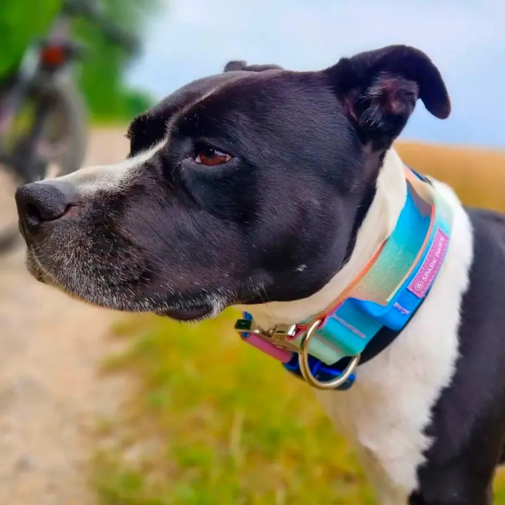 A confident dog wearing a durable quick release collar from Sparkpaws during an active outdoor walk