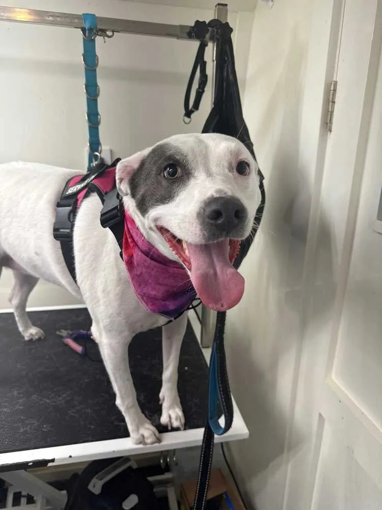 A content dog after a professional grooming session, looking well-maintained.