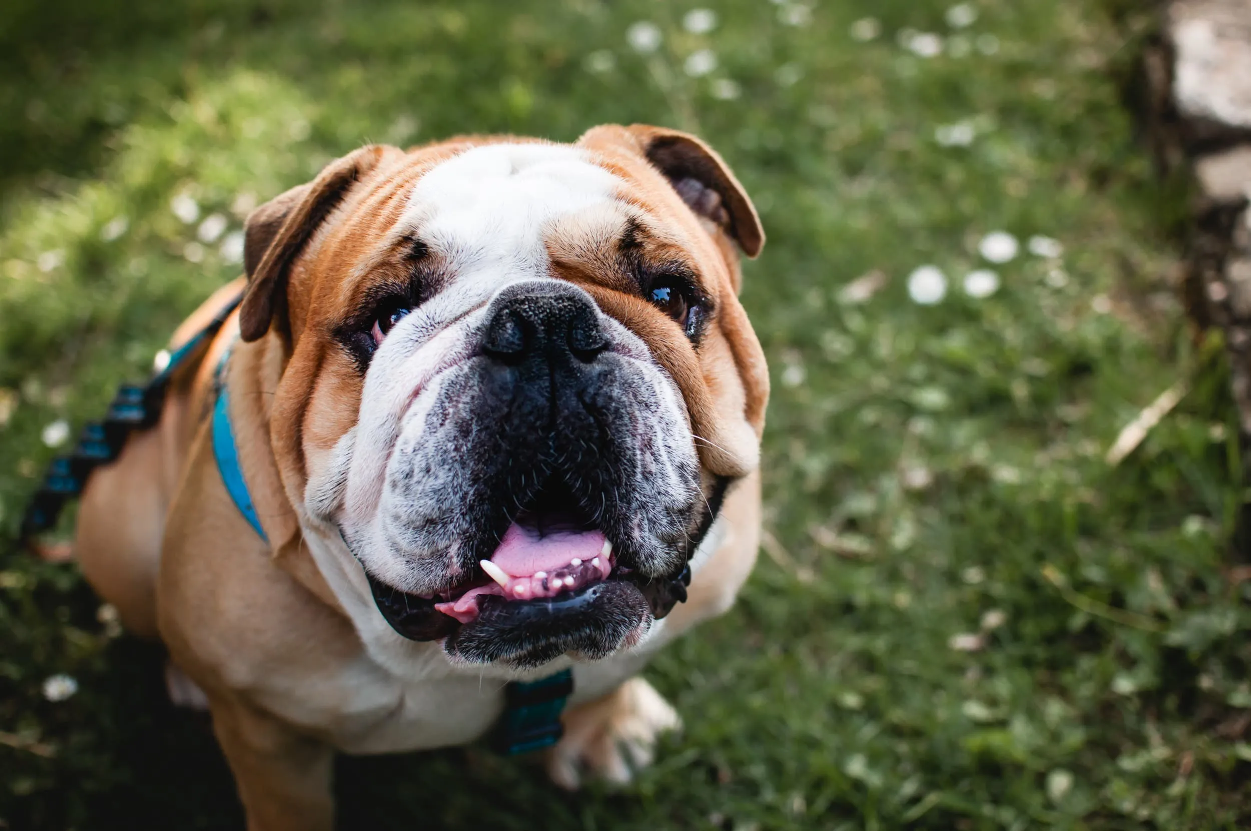 A content English bulldog sitting attentively, waiting for a treat.