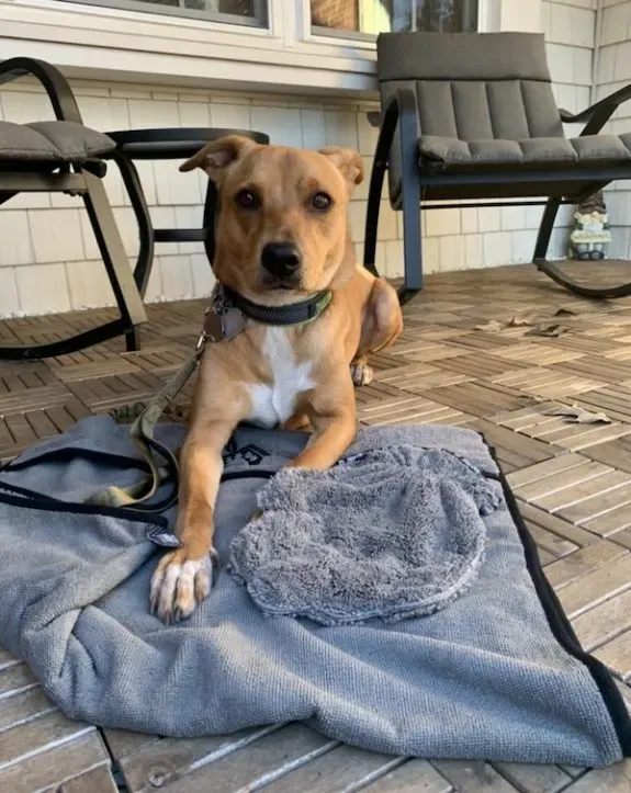 A content Feist mixed breed dog resting on a soft blanket, ideal for senior companionship.