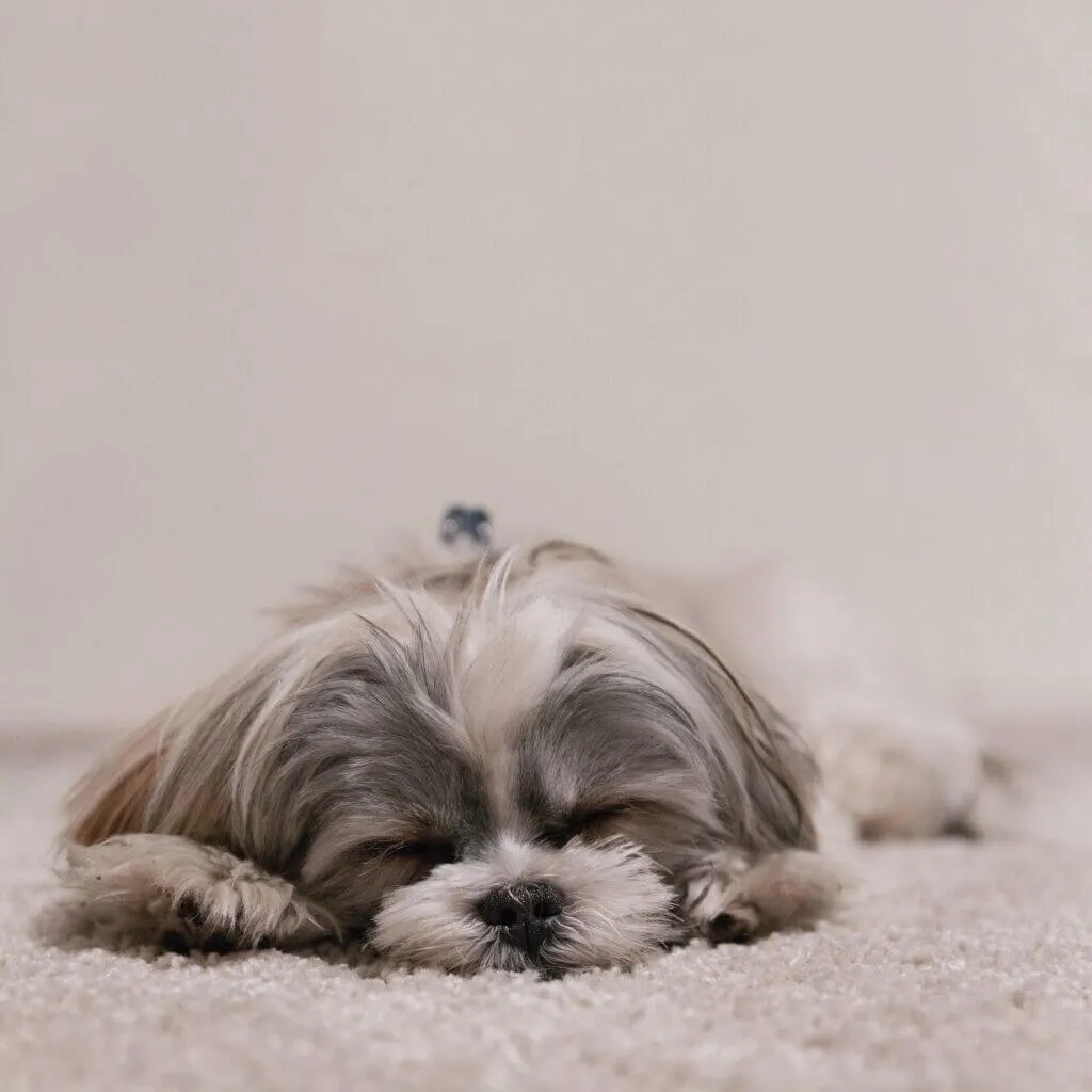 A content puppy sleeping soundly on a cozy carpet, demonstrating the success of effective puppy sleep training tricks.