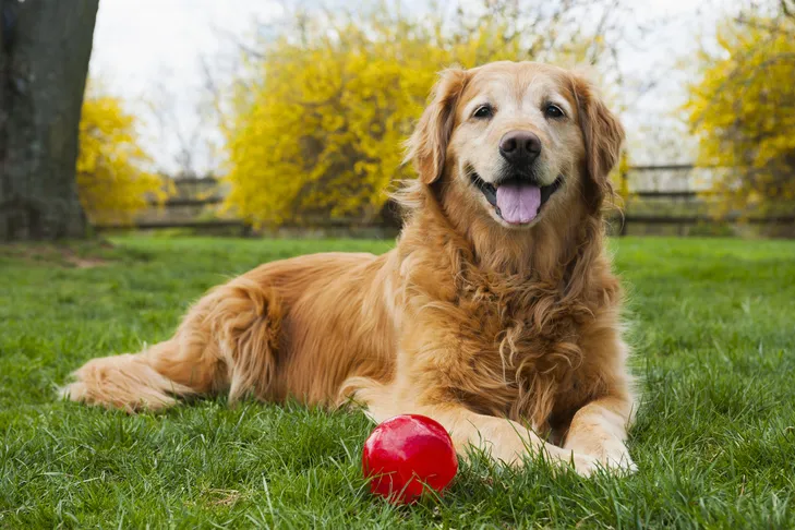 A content senior Golden Retriever resting on green grass next to a red ball, highlighting the benefits of omega 3 fish oil for dog joint health and overall well-being.