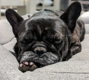 A contented dog, Bête Noire, resting comfortably after a satisfying homemade meal