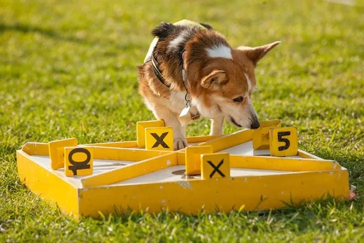 A Corgi puppy engaging with a puzzle toy, promoting mental stimulation and preventing destructive chewing.