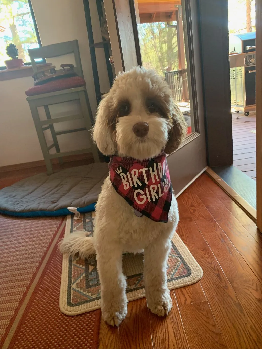 A cream-colored Labradoodle puppy named Aspen Joy, wearing a festive party hat, enjoying her first birthday celebration.