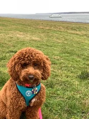 A cream Labradoodle named Kona Wilson enjoying a snowy adventure at Fort Casey.