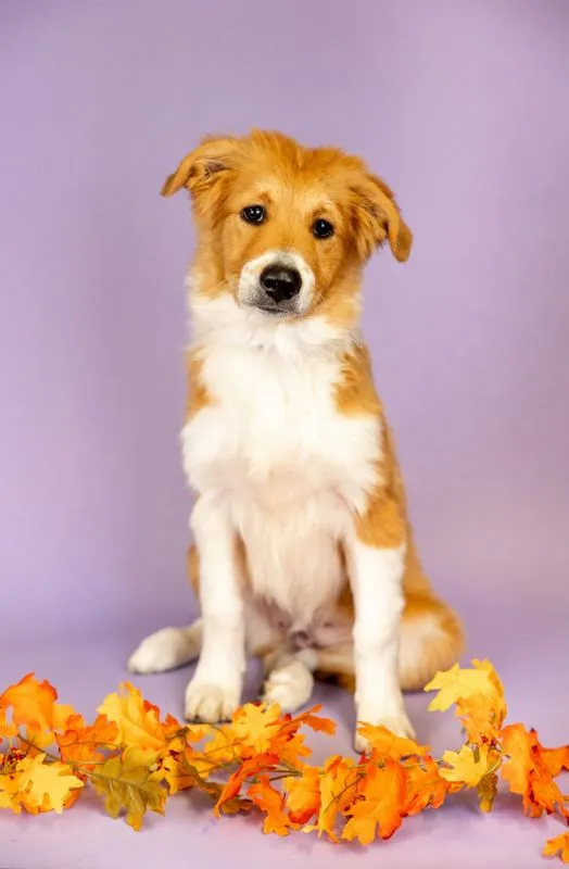 A curious Australian Shepherd puppy looking directly at the camera, with soft, intelligent eyes and tri-color markings.
