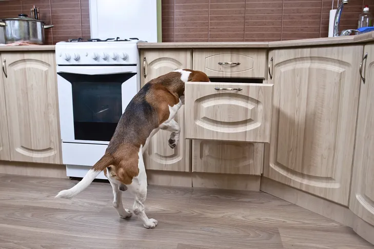 A curious Beagle investigating a kitchen drawer, illustrating how dogs can easily access household items and emphasizing the need for pet-proofing to prevent toxic ingestion.