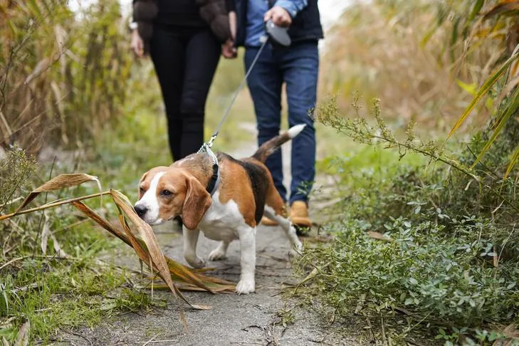 A curious Beagle pulling on its leash to sniff the ground during an outdoor walk.