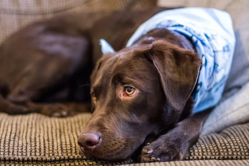A curious dog sniffing around a kitchen floor, symbolizing the risk of accidental ingestion