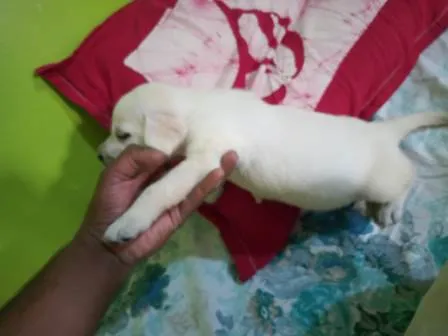 A curious male chocolate brown Labrador puppy looking for a forever home in Bangalore