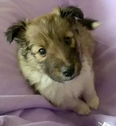A curious tri-color Sheltie puppy, Abby, observing the world with a questioning gaze